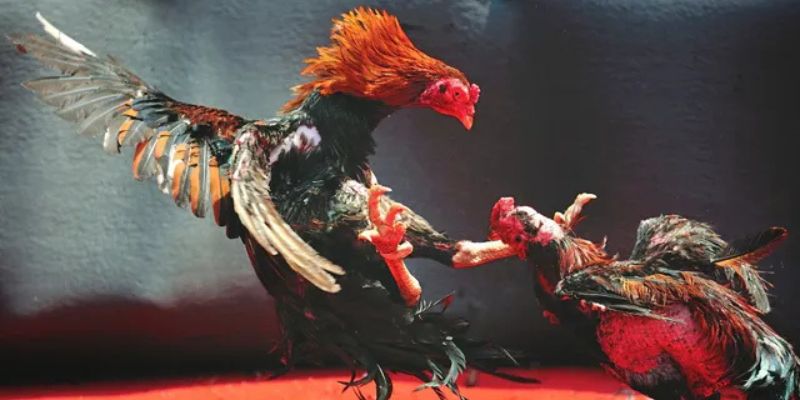 Giới thiệu chung đá gà trực tiếp Thomo