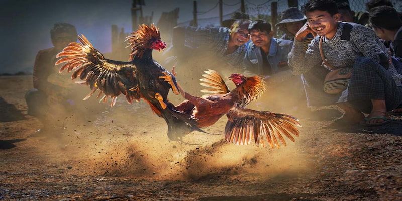 Luật chơi cơ bản nhất của đá gà trực tiếp Thomo